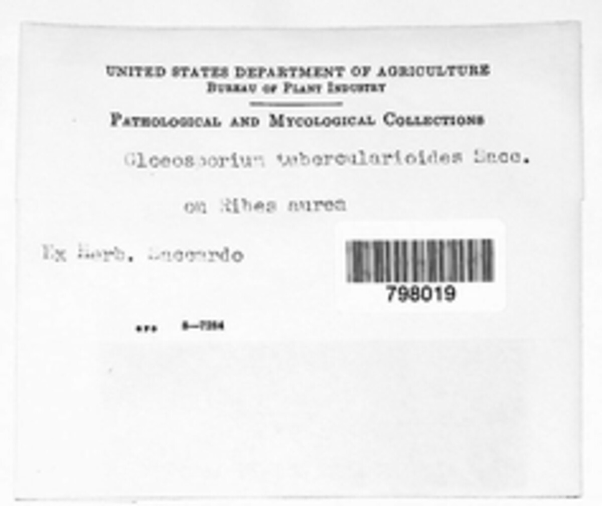 Kabatiella tubercularioides image